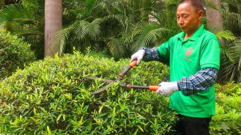 别墅花园植物安装，这些流程你了解吗？**