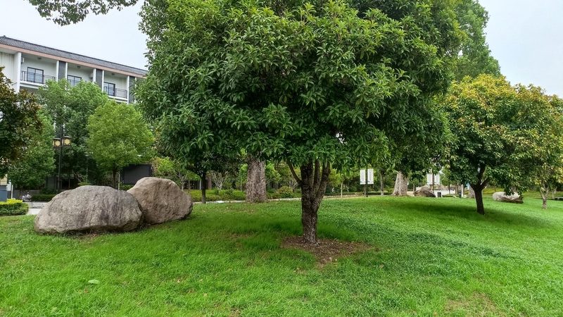 阳台种植小型果树苗推荐品种