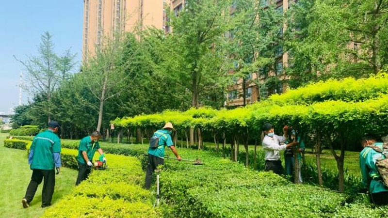 果岭草草坪养护：浇水频率的科学之道**